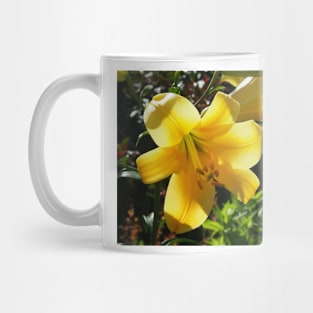 Sunlight filtering through Yellow Day Lilly Flower Mug